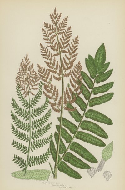 Fougère Fleurie - English School