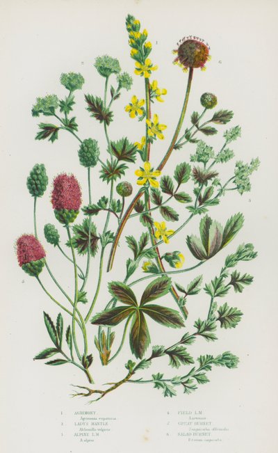 Plantes à fleurs de Grande-Bretagne : Aigremoine, Alchémille, Alchémille des Alpes, Alchémille des champs, Grande pimprenelle, Pimprenelle - English School