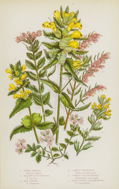 Plantes à fleurs de Grande-Bretagne : Bartsie alpine, Bartsie visqueuse jaune, Bartsie rouge, Euphrasie commune, Rhinanthe jaune commun, Grand rhinanthe buissonnant jaune - English School