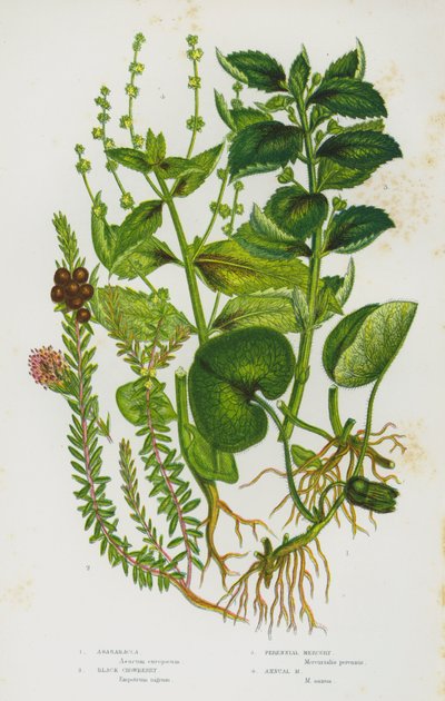 Plantes à fleurs de Grande-Bretagne : Asaret, Camarine noire, Mercuriale vivace, Mercuriale annuelle - English School