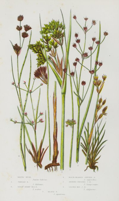 Plantes à fleurs de Grande-Bretagne : Jonc de la Baltique, Jonc filiforme, Jonc maritime aigu, Jonc articulé à tête noire, Jonc articulé à fruits brillants, Jonc des marais, Jonc des landes - English School
