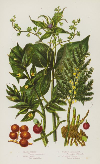 Plantes à fleurs de Grande-Bretagne : Bryone noire, Parisette, Asperge commune, Petit houx - English School
