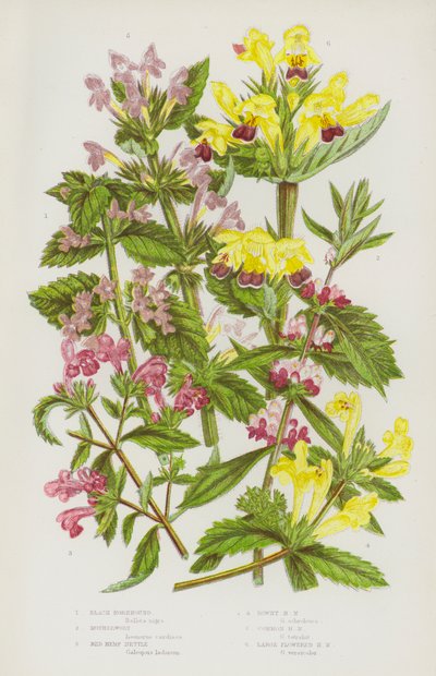 Plantes à fleurs de Grande-Bretagne : Ballote noire, Agripaume, Chanvre rouge, Chanvre duveteux, Chanvre commun, Chanvre à grandes fleurs - English School