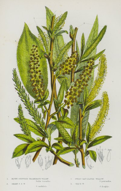 Plantes à fleurs de Grande-Bretagne : Saule à stipules obtuses, Saule à stipules aiguës, Saule à feuilles de laurier, Saule fragile - English School