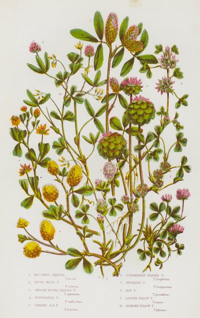 Plantes à fleurs de Grande-Bretagne : Trèfle de Boccone, Trèfle rigide rugueux, Trèfle à tête ronde lisse, Trèfle étouffé, Trèfle à tête ronde dressée, Trèfle à tête de fraise, Trèfle inversé, Trèfle houblon, Petit trèfle jaune, Trèfle jaune élancé - English School