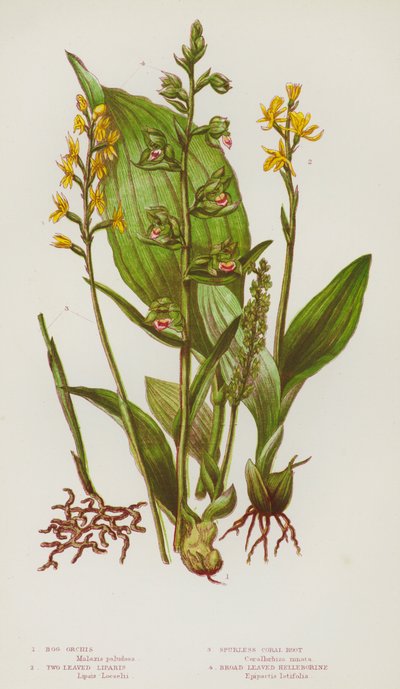 Plantes à fleurs de Grande-Bretagne : Orchis des marais, Liparis à deux feuilles, Racine de corail sans éperon, Helleborine à larges feuilles - English School