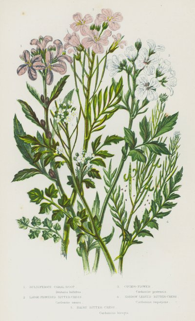 Plantes à fleurs de Grande-Bretagne : Corallorhize bulbeuse, Cardamine des prés, Cardamine des bois, Cardamine amère, Cardamine hirsute - English School