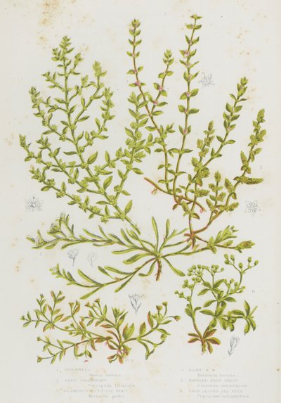 Plantes à fleurs de Grande-Bretagne : Stellaire, Strapwort des sables, Rupturewort glabre, Rupturewort velu, Renouée à feuilles verticillées, All Seed à quatre feuilles - English School