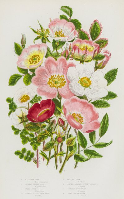 Plantes à fleurs de Grande-Bretagne : Rosier cannelle, Rosier à feuilles de pimprenelle, Rosier irlandais, Rosier épineux, Rosier velu, Églantier à petites feuilles, Rosier des chiens commun, Rosier des chiens rampant - English School