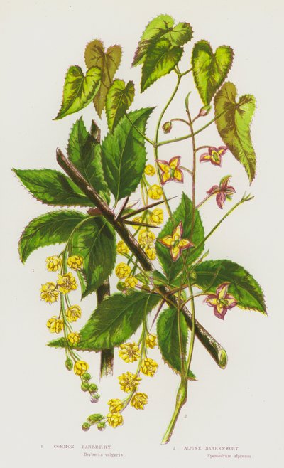 Plantes à fleurs de Grande-Bretagne : Épine-vinette commune, Épimède des Alpes - English School