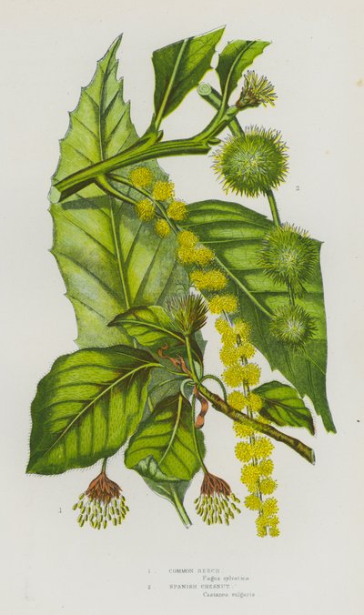 Plantes à fleurs de Grande-Bretagne : Hêtre commun, Châtaignier d