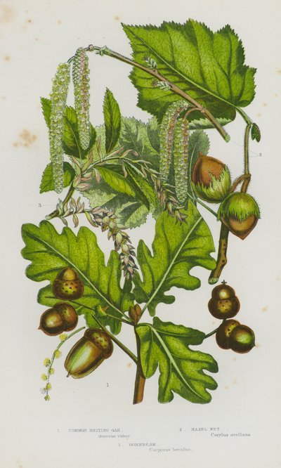Plantes à fleurs de Grande-Bretagne : Chêne britannique commun, Noisetier, Charme - English School