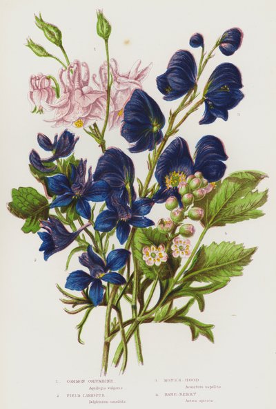 Plantes à fleurs de Grande-Bretagne : Ancolie commune, Pied-d