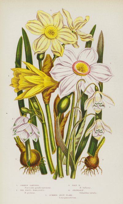Plantes à fleurs de Grande-Bretagne : Jonquille commune, Narcisse des poètes, Narcisse pâle, Perce-neige, Flocon de neige d