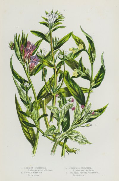 Plantes à fleurs de Grande-Bretagne : Grémil commun, Grémil des champs, Grémil rampant, Grémil lisse du bord de mer (lithographie en couleur) - English School