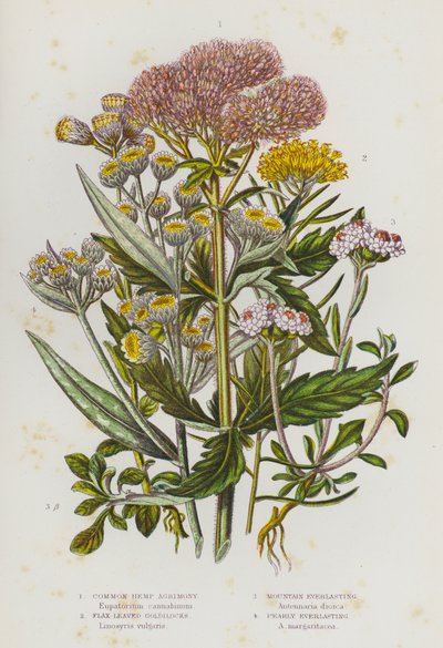 Plantes à fleurs de Grande-Bretagne : Eupatoire chanvrine commune, Doronic à feuilles de lin, Immortelle des montagnes, Immortelle perle (lithographie en couleur) - English School