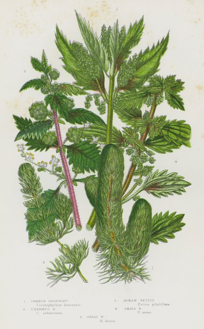 Plantes à fleurs de Grande-Bretagne : Cornifle commun, Cornifle sans épines, Ortie romaine, Petite ortie, Grande ortie - English School