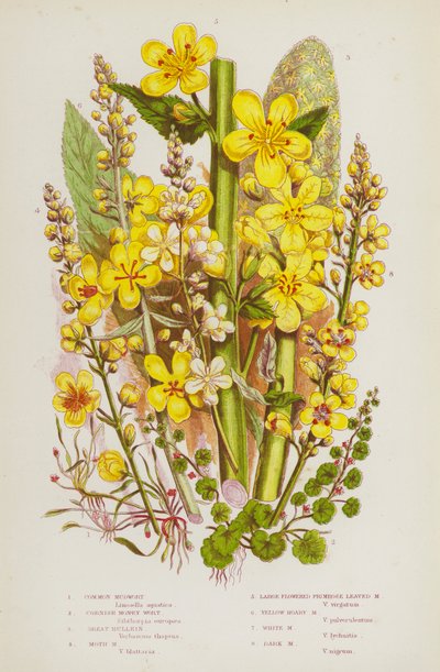 Plantes à fleurs de Grande-Bretagne : Limoselle aquatique, Limoselle de Cornouailles, Molène bouillon-blanc, Limoselle des marais, Limoselle à feuilles de primevère, Limoselle jaunâtre, Limoselle blanche, Limoselle sombre (lithographie en couleur) - English School