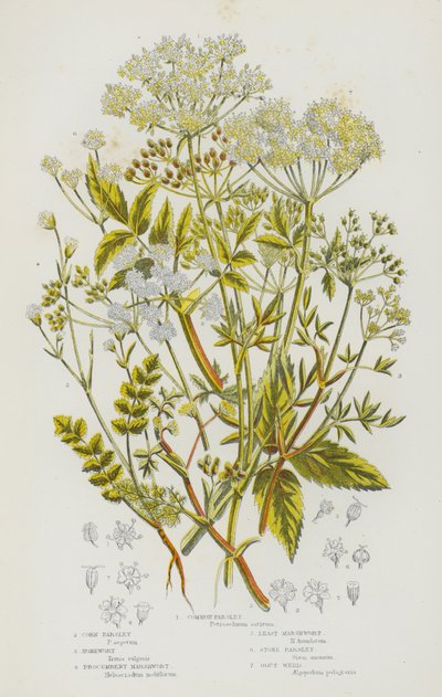 Plantes à fleurs de Grande-Bretagne : Persil commun, Persil des champs, Buplèvre, Ache rampante, Petite ache, Persil de pierre, Herbe aux goutteux - English School