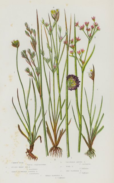Plantes à fleurs de Grande-Bretagne : Jonc commun, Jonc maritime aigu, Jonc à fleurs aiguës, Jonc alpin en touffes, Jonc des crapauds, Jonc à deux fleurs, Jonc à trois fleurs - English School