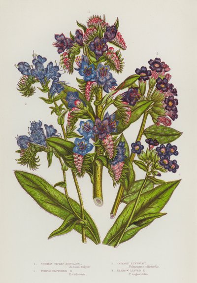 Plantes à fleurs de Grande-Bretagne : Vipérine commune, Vipérine à fleurs pourpres, Pulmonaire commune, Pulmonaire à feuilles étroites - English School