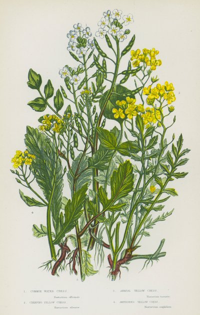Plantes à fleurs de Grande-Bretagne : Cresson de fontaine, Cresson jaune rampant, Cresson jaune annuel, Cresson jaune amphibie - English School