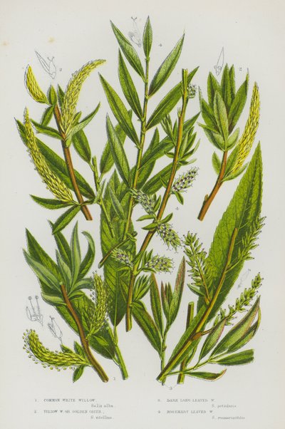 Plantes à fleurs de Grande-Bretagne : Saule blanc commun, Saule jaune ou osier doré, Saule à longues feuilles sombres, Saule à feuilles de romarin - English School
