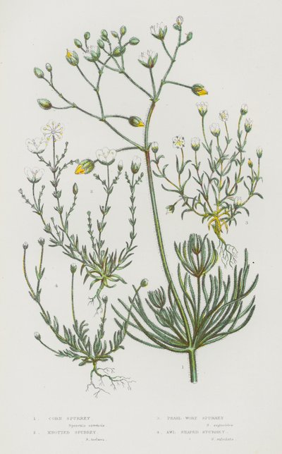Plantes à fleurs de Grande-Bretagne : Spergule des champs, Spergule noueuse, Spergule perle, Spergule en alêne - English School