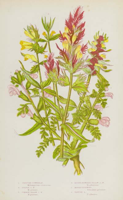 Plantes à fleurs de Grande-Bretagne : Mélampyre à crête, Mélampyre pourpre, Mélampyre jaune commun, Mélampyre jaune à petites fleurs, Pédiculaire des marais, Pédiculaire des prés - English School