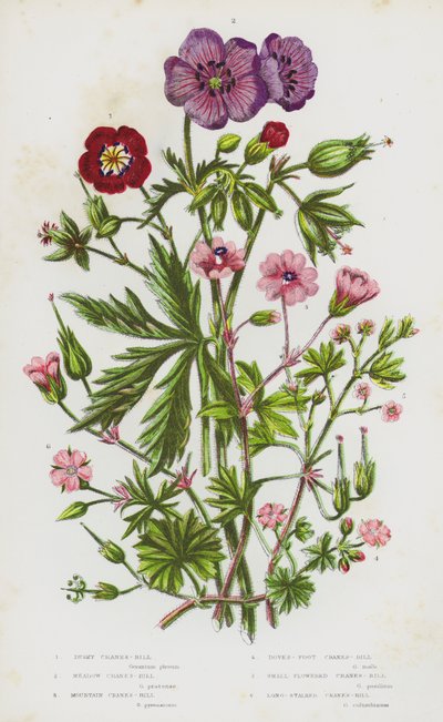 Plantes à fleurs de Grande-Bretagne : Géranium sombre, Géranium des prés, Géranium des montagnes, Géranium à pied de colombe, Géranium à petites fleurs, Géranium à longues tiges - English School