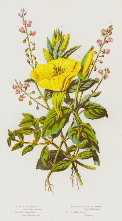 Plantes à fleurs de Grande-Bretagne : Onagre, Isnardie des marais, Circée, Circée des Alpes - English School