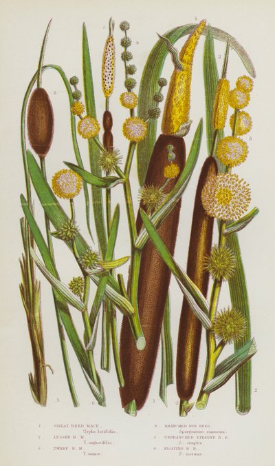 Plantes à fleurs de Grande-Bretagne : Massette à larges feuilles, Massette à feuilles étroites, Massette naine, Rubanier rameux, Rubanier dressé non rameux, Rubanier flottant - English School