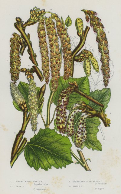 Plantes à fleurs de Grande-Bretagne : Peuplier blanc, Peuplier gris, Peuplier tremble, Peuplier noir - English School