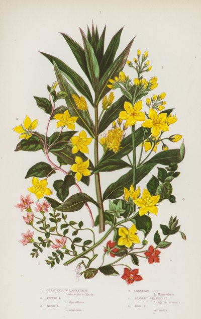 Plantes à fleurs de Grande-Bretagne : Lysimaque jaune, Lysimaque en touffe, Lysimaque des bois, Lysimaque rampante, Mouron rouge, Mouron des marais - English School
