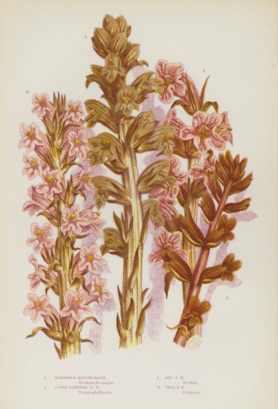 Plantes à fleurs de Grande-Bretagne : Orobanche plus grande, Orobanche à odeur de clou de girofle, Orobanche rouge, Orobanche haute - English School