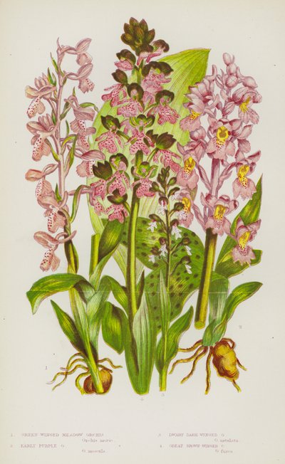 Plantes à fleurs de Grande-Bretagne : Orchis à ailes vertes, Orchis pourpre précoce, Orchis à ailes sombres nain, Orchis à grandes ailes brunes - English School