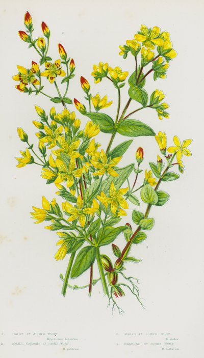 Plantes à fleurs de Grande-Bretagne : Millepertuis hérissé, Petit millepertuis dressé, Millepertuis des marais, Millepertuis barbu - English School
