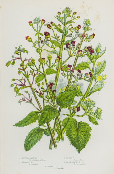 Plantes à fleurs de Grande-Bretagne : Scrofulaire noueuse, Scrofulaire d