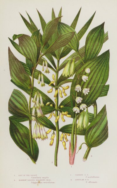 Plantes à fleurs de Grande-Bretagne : Muguet, Sceau de Salomon à feuilles étroites, Sceau de Salomon commun, Sceau de Salomon angulaire - English School