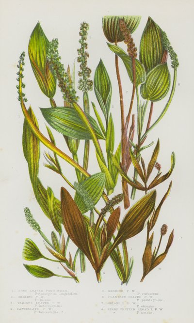 Plantes à fleurs de Grande-Bretagne : Potamot à longues feuilles, Potamot brillant, Potamot à feuilles variées, Potamot lancéolé, Potamot rougeâtre, Potamot à feuilles de plantain, Potamot à feuilles oblongues, Potamot à fruits pointus à larges feuilles - English School
