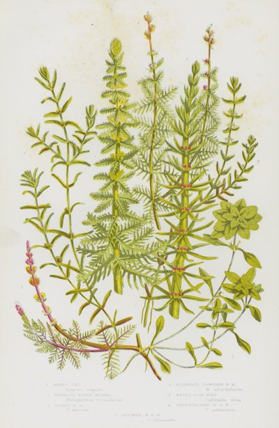 Plantes à fleurs de Grande-Bretagne : Prêle, Myriophylle en épi, Myriophylle en épi, Myriophylle alterné, Callitriche, Callitriche pédonculée, Callitriche automnale - English School
