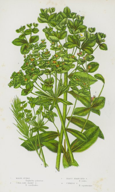 Plantes à fleurs de Grande-Bretagne : Euphorbe des marais, Euphorbe velue coralliforme, Euphorbe à branches feuillues, Euphorbe cyprès - English School