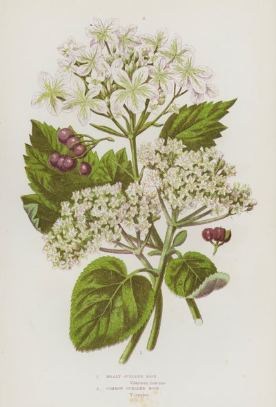 Plantes à fleurs de Grande-Bretagne : Viorne farineuse, Viorne obier - English School