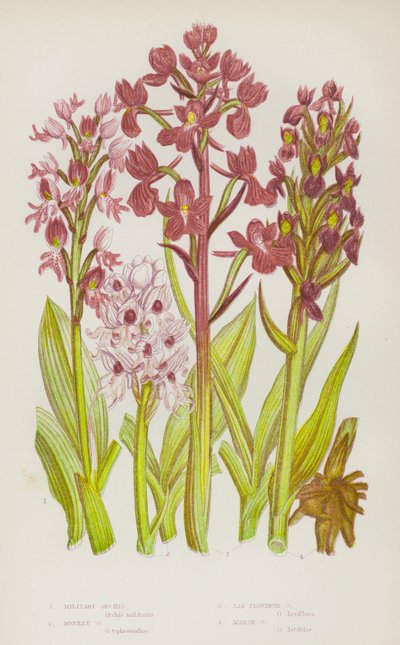 Plantes à fleurs de Grande-Bretagne : Orchis militaire, Orchis singe, Orchis à fleurs lâches, Orchis des marais - English School