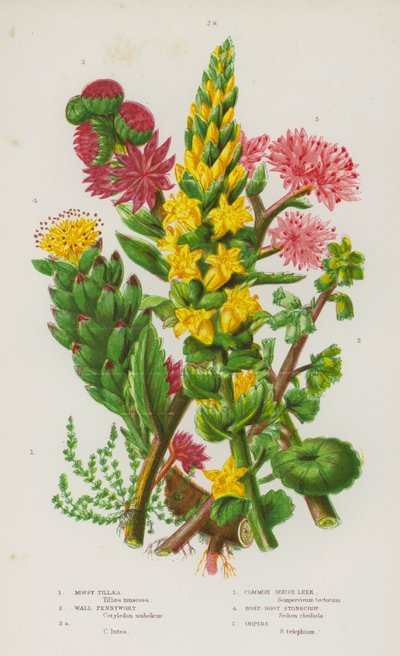 Plantes à fleurs de Grande-Bretagne : Tillaea mousseuse, Nombril de Vénus, Nombril de Vénus, Joubarbe commune, Orpin rose, Orpin - English School