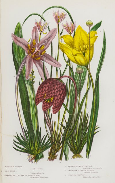 Plantes à fleurs de Grande-Bretagne : Lloydie des montagnes, Tulipe sauvage, Fritillaire pintade, Colchique d