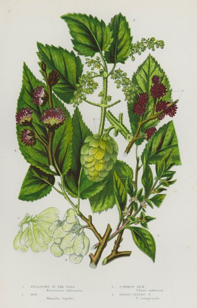 Plantes à fleurs de Grande-Bretagne : Pariétaire des murs, Houblon, Orme commun, Orme à larges feuilles - English School