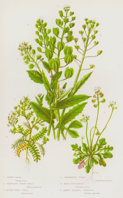 Plantes à fleurs de Grande-Bretagne : Cresson de penny, Cresson de penny perfolié, Cresson de penny alpin, Bourse-à-pasteur, Hutchinsia des rochers, Teesdalia à tige nue - English School