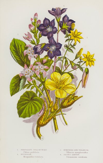 Plantes à fleurs de Grande-Bretagne : Jaunet perfolié, Trèfle d