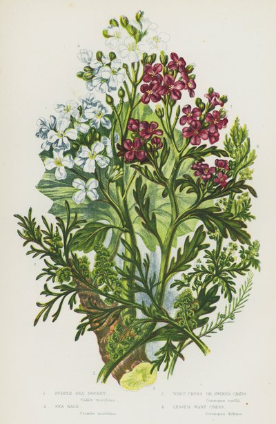 Plantes à fleurs de Grande-Bretagne : Roquette de mer pourpre, Chou marin, Cresson de porc, Petit cresson de porc - English School